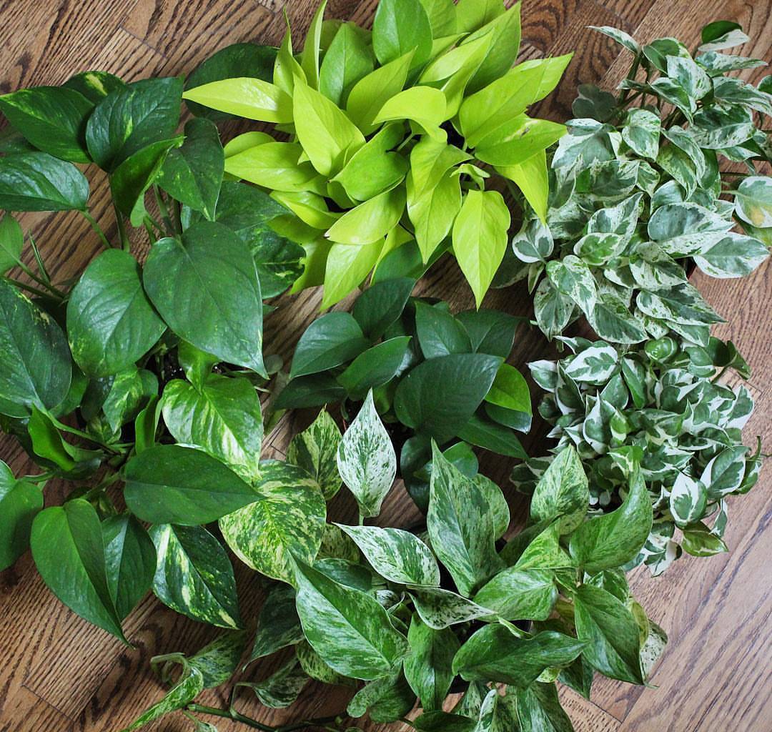 pothos collection POTHOS COLLECTION – Tagged 