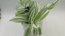 Load image into Gallery viewer, TRADESCANTIA PISTACHIO ( Pot not included )