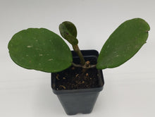 Load image into Gallery viewer, HOYA OBOVATA