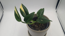 Load image into Gallery viewer, Philodendron Cobra Rare Variegated