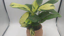 Load image into Gallery viewer, Golden Mosaic - Calathea Ctenanthe lubbersiana, Rare Plant