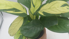 Load image into Gallery viewer, Golden Mosaic - Calathea Ctenanthe lubbersiana, Rare Plant