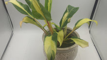 Load image into Gallery viewer, PHILODENDRON - Thai Sunrise