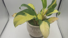 Load image into Gallery viewer, PHILODENDRON - Thai Sunrise