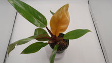 Load image into Gallery viewer, PRINCE OF ORANGE - Philodendron