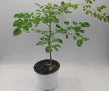 Load image into Gallery viewer, Moringa oleifera