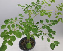 Load image into Gallery viewer, Moringa oleifera