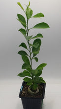 Load image into Gallery viewer, CALAMONDIN- Starter Plants 12 in. Seedlings