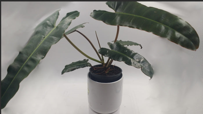 philodendron black billietiae PHILODENDRON BLACK BILLIETAIE