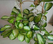 Load image into Gallery viewer, HOYA - AUSTRALIS LISA