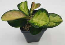 Load image into Gallery viewer, HOYA - AUSTRALIS LISA