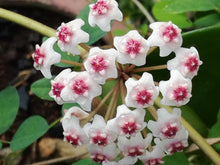 Load image into Gallery viewer, HOYA OBOVATA