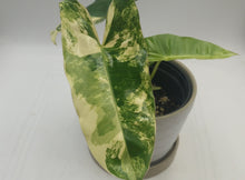 Load image into Gallery viewer, PHILODENDRON BURLE MARX - Variegated RARE