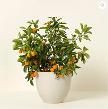 Load image into Gallery viewer, CALAMONDIN- Starter Plants 12 in. Seedlings
