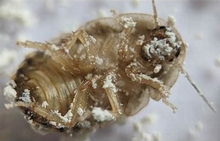 Load image into Gallery viewer, INSECT & PEST CONTROL - DIATOMACEOUS EARTH