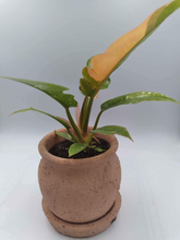 Load image into Gallery viewer, Philodendron Ring of Fire