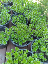Load image into Gallery viewer, GOLDEN CREEPING SEDUM