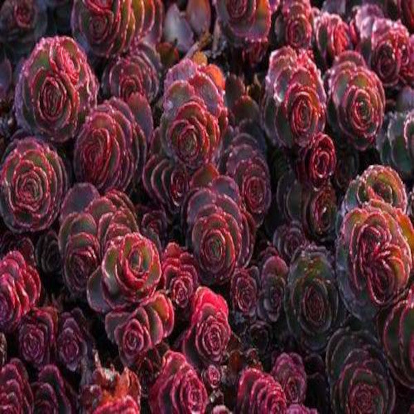 blood dragon succulent DRAGON BLOOD SEDUM – Cash Your Greens