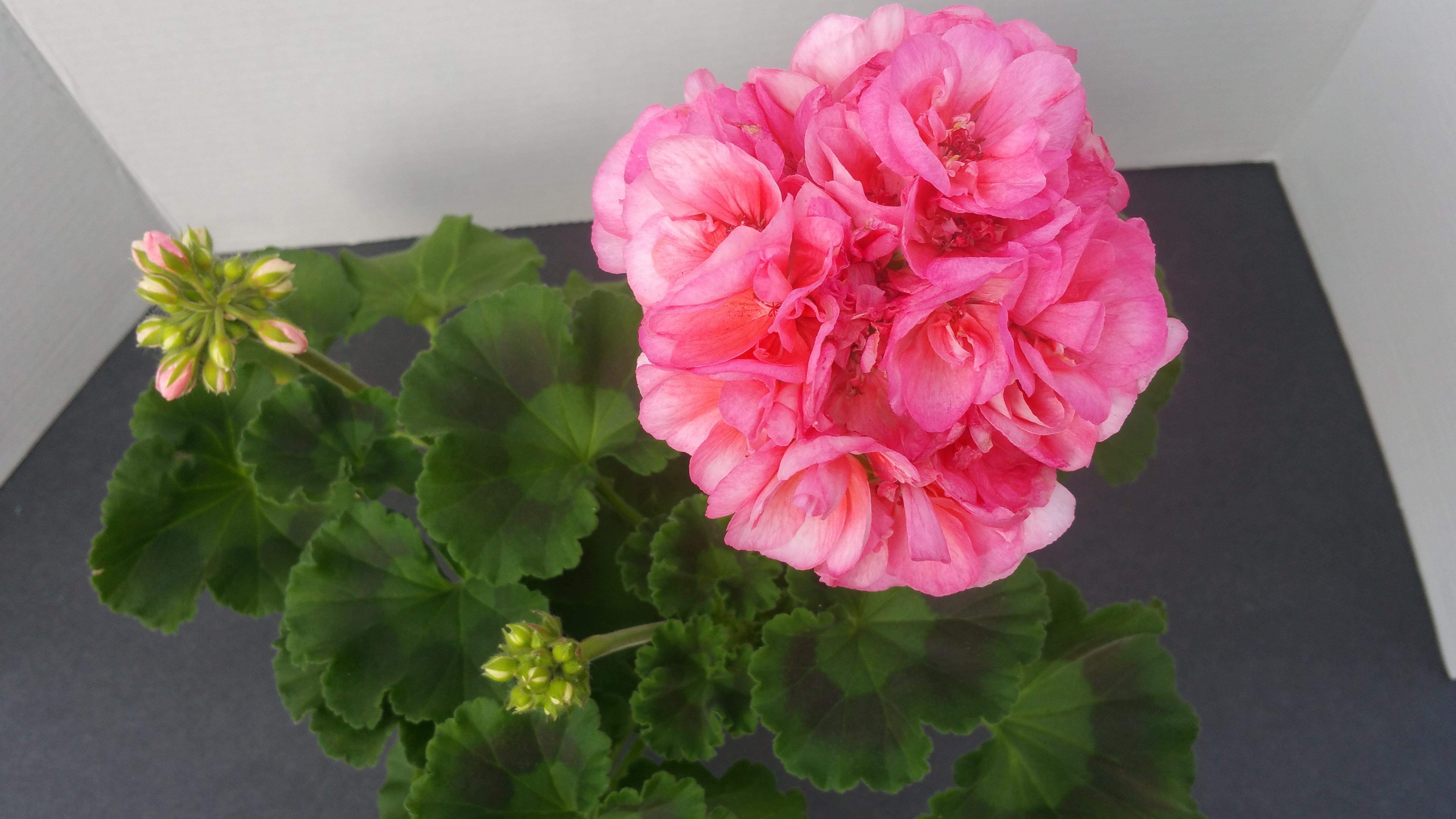 appleblossom rosebud geranium seeds APPLE BLOSSOM ROSEBUD GERANIUM – Cash Your Greens