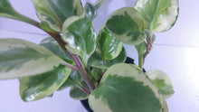 Load image into Gallery viewer, Peperomia Obtusifolia Variegata