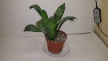 Load image into Gallery viewer, WHALE TONGUE Sanseveria