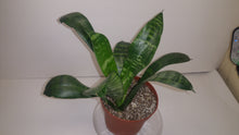 Load image into Gallery viewer, WHALE TONGUE Sanseveria