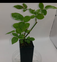 Load image into Gallery viewer, CASH YOUR GREENS