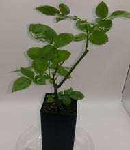 Load image into Gallery viewer, CASH YOUR GREENS