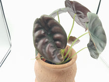 Load image into Gallery viewer, Alocasia Cuprea Red Secret - Rare Houseplant