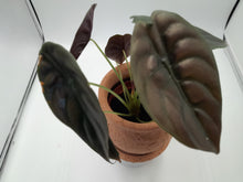 Load image into Gallery viewer, Alocasia Cuprea Red Secret - Rare Houseplant