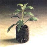 Load image into Gallery viewer, 200 Count- Jiffy 7 Peat Soil 42mm Pellets Seeds Starting Plugs: Indoor Seed Starter- Start Planting Indoors for Transplanting to Garden or Planter Pot