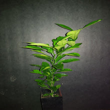 Load image into Gallery viewer, CALAMONDIN CITRUS TREE