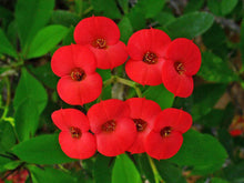 Load image into Gallery viewer, CROWN OF THORNS - Euphorbia milii