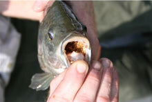 Load image into Gallery viewer, HOW TO BUILD A FISH HATCHERY By Gregg Stephens