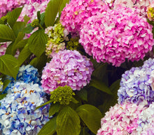 Load image into Gallery viewer, HYDRANGEA