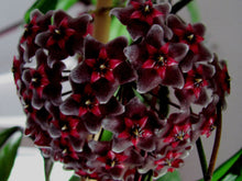 Load image into Gallery viewer, HOYA-ROYAL HAWAIIAN PURPLE PUBLICALYX