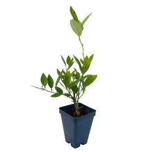 Load image into Gallery viewer, KEY LIME