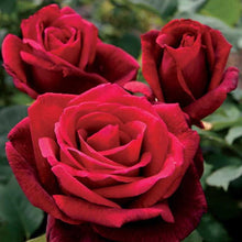 Load image into Gallery viewer, MR LINCOLN - Hybrid Tea Rose BARE ROOT ROSE
