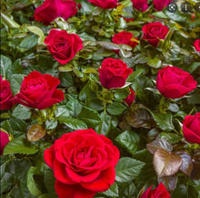 Load image into Gallery viewer, MR LINCOLN - Hybrid Tea Rose BARE ROOT ROSE