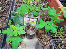 Load image into Gallery viewer, MORINGA SEEDS 25 seeds