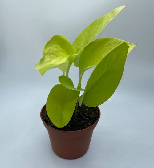 pothos cuttings for sale NEON POTHOS CUTTINGS – Cash Your Greens