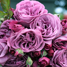 Load image into Gallery viewer, PURPLE ROSE