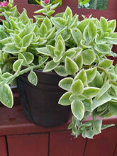 Load image into Gallery viewer, Baby Sun Rose - Succulent