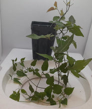 Load image into Gallery viewer, SWEET AUTUMN - CLEMATIS