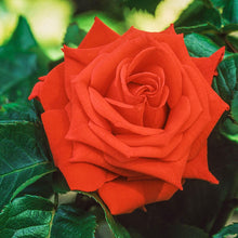 Load image into Gallery viewer, TROPICANA Hybrid Tea Rose - BAREROOT ROSES