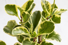 Load image into Gallery viewer, Peperomia Obtusifolia Variegata