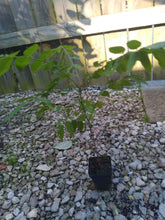 Load image into Gallery viewer, WISTERIA - AMETHYST FALLS