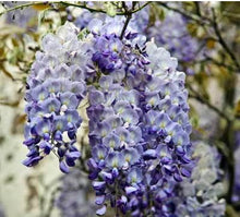 Load image into Gallery viewer, WISTERIA - AMETHYST FALLS