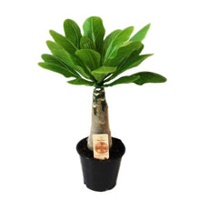 Load image into Gallery viewer, HAWAIIAN PALM - Brighamia insignis EXTREMELY RARE