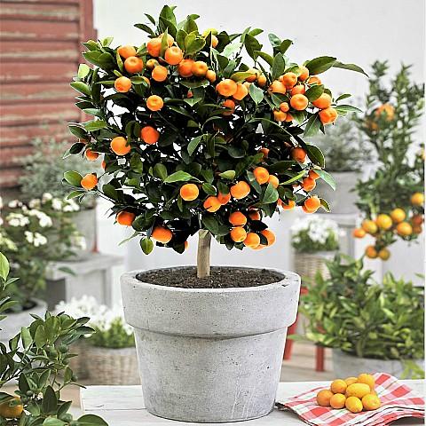 CALAMONDIN CITRUS TREE – Cash Your Greens